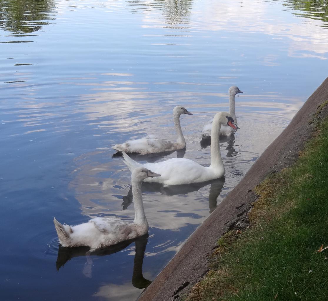 Les Pas Pressés sortie Bateau Auxerre (103)