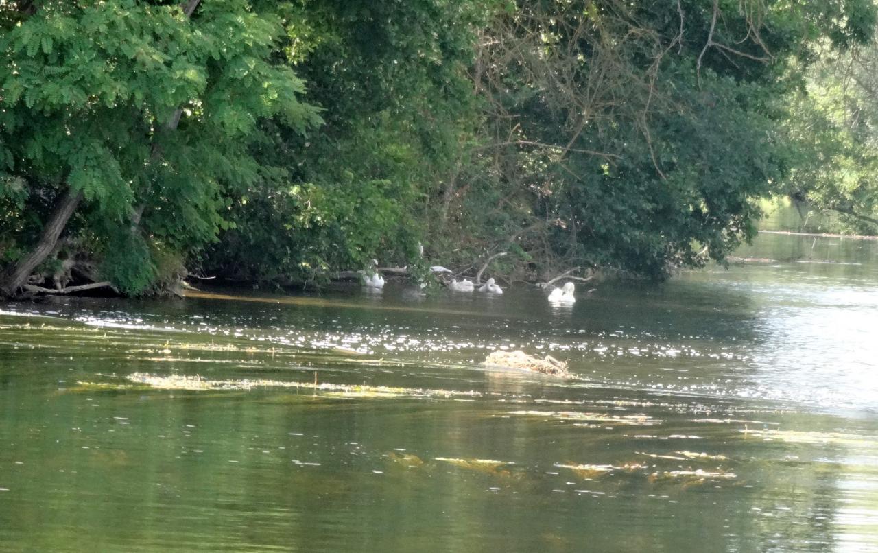 Les Pas Pressés sortie Bateau Auxerre (43)